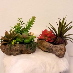 Ashland Garden Collection Succulents 2-bundle